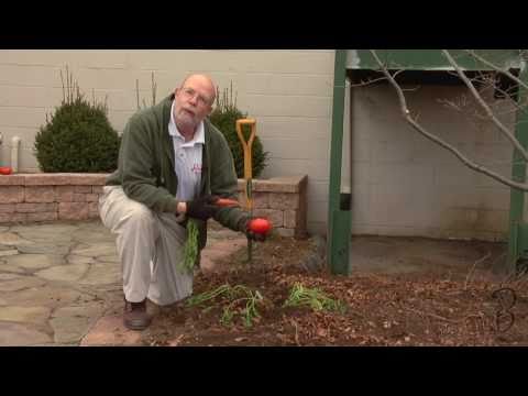 Vine Tomatoes and Companion Planting