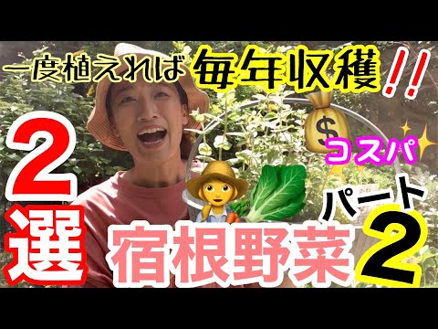 多年生野菜 深く根を張る 組織器官を組み込む