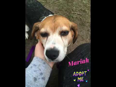 Mariah, an adopted Beagle Mix in Syracuse, NY_image-1