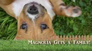 preview picture of video 'Magnolia Puppy's Happy Tale'