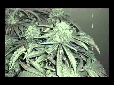 Hostility feat. Buldoka - Crazy Party.wmv