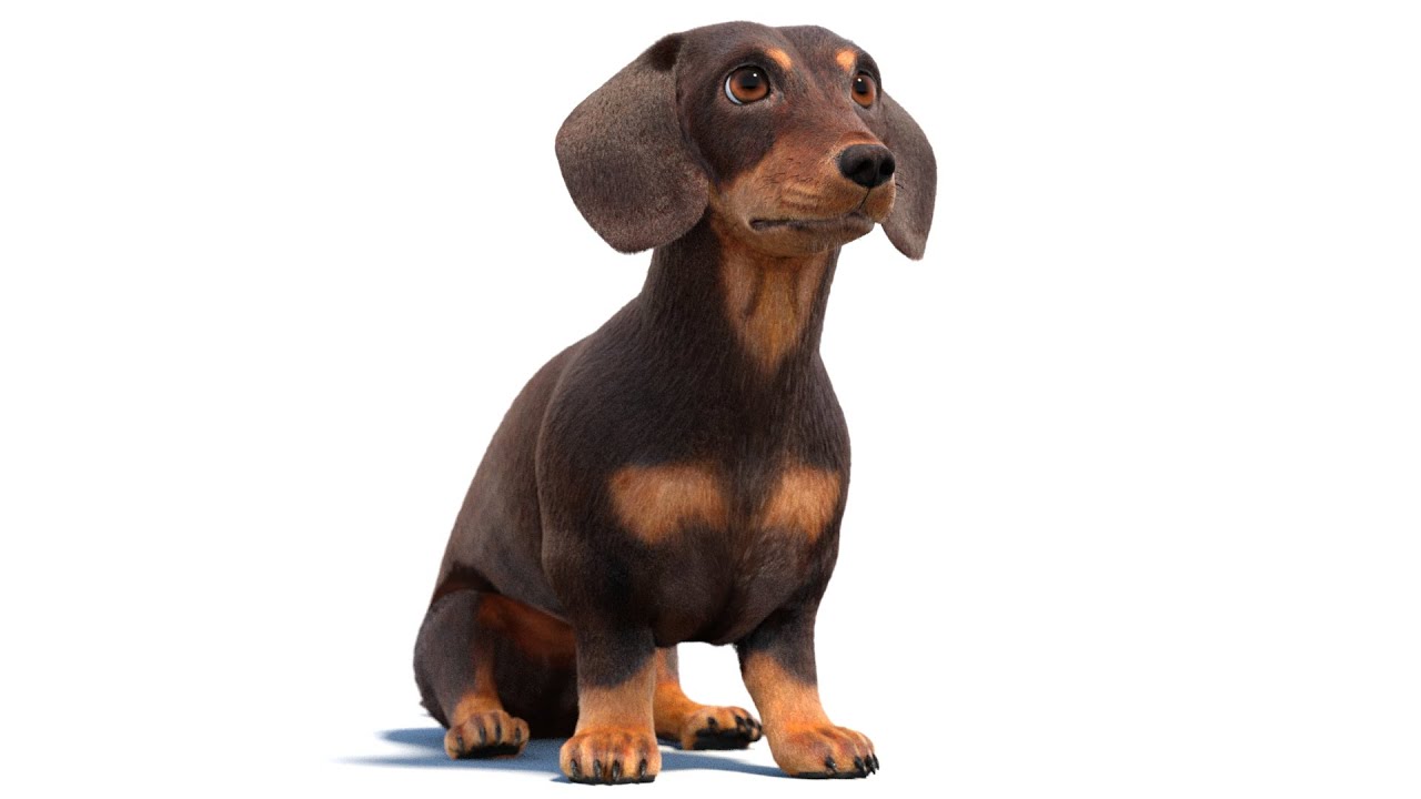 Rigged Dachshund Dog Fur 3D Model