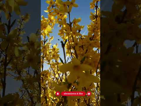Forsythie vs. Kornelkirsche: Warum ein Strauch ökologisch tot ist - Gartenexpedition #shorts