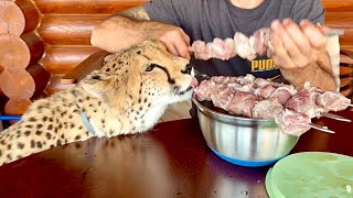 Гепарды тоже любят шашлык! Наша всеядная Герда распробовала вкус шашлыка и х