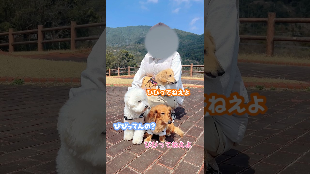 猫ちゃん🐱 #ビションフリーゼ #ミニチュアダックス