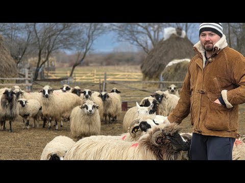 OILE LUI DAJ VIOLIN DE LA NUCȘOARA, UN TÂNĂR PASIONAT DE ȚURCANE BREZE 02.01.2026