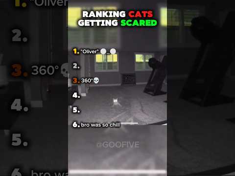 Ranking CATS Getting SCARED #shorts