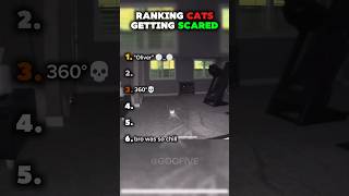 Ranking CATS Getting SCARED #shorts