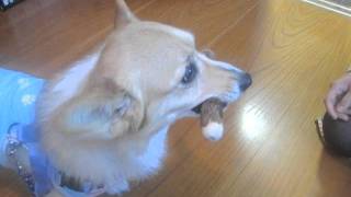 120117ニームデンタル