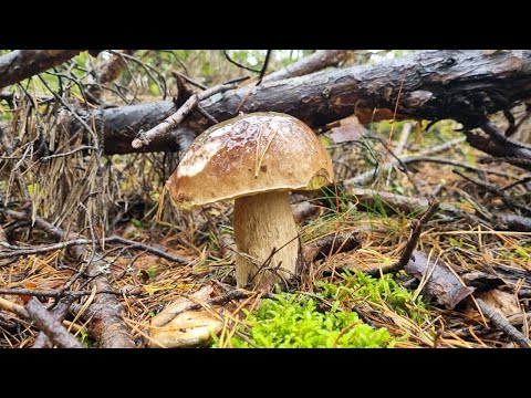 MUSHROOMS from the DECIDUOUS FOREST and PINE FORESTS - AUTUMN MUSHROOM PICKING