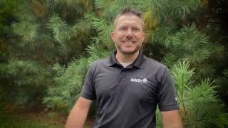 When Is The Best Time To Prune Trees?