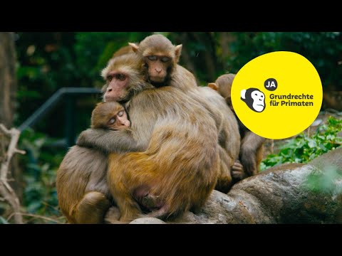 Initiative «Grundrechte für Primaten» erklärt | JA zur Primaten-Initiative!