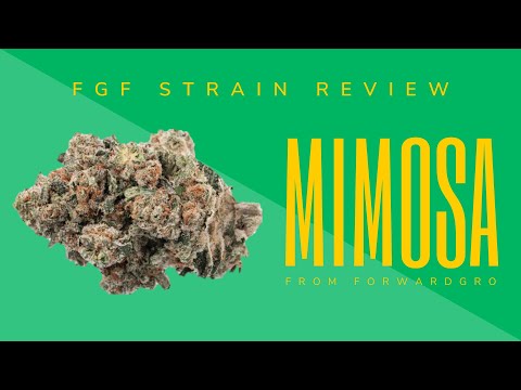 FGF Strain Review: Mimosa from ForwardGro