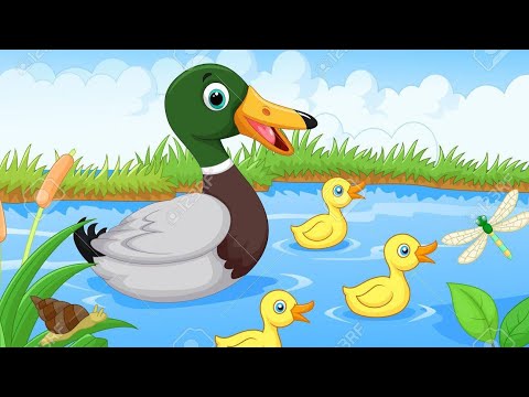 Rubber Ducks at the Swimming Pool -Animation Video
