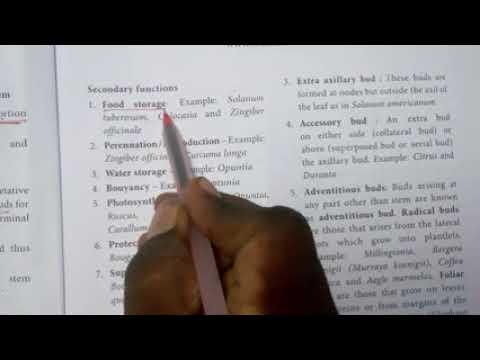 Vegetative morphology