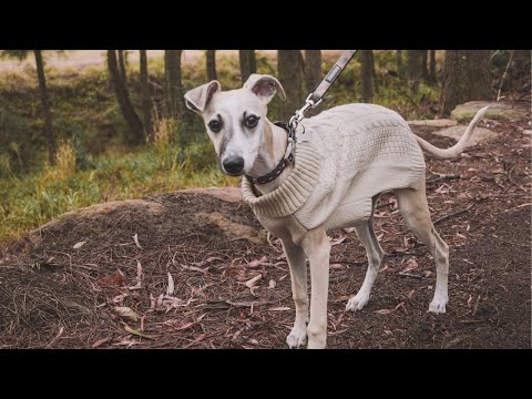 YouTube video about: How old do you have to be to buy whippets?