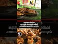 50 രൂപയ്ക്ക് അണ്‍ലിമിറ്റഡ് ദോശയും കടല�