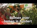 Drie dagen lang bomen over bomen in Zundert