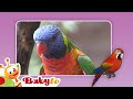 Parrots Fun With Animals BabyTV