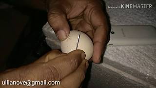 what to do with incubated eggs, not hatching after 22 days of incubation, in malayalam
