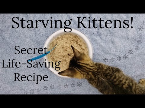 Easy 3 Ingredient Recipe! How To Make High Calorie Kitten Food Mix