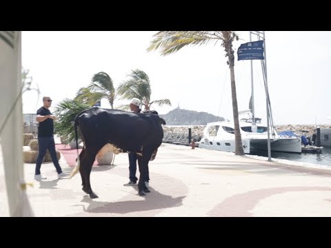 ASOCEBÚ PROTAGONISTA DE 500 AÑOS DE GANADERÍA; Y FIESTAS DE NUEVA GRANADA, MAGDALENA