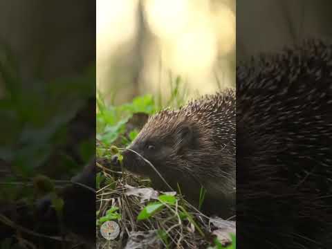 Laub liegen lassen: So schaffst du ein sicheres Igel-Winterquartier