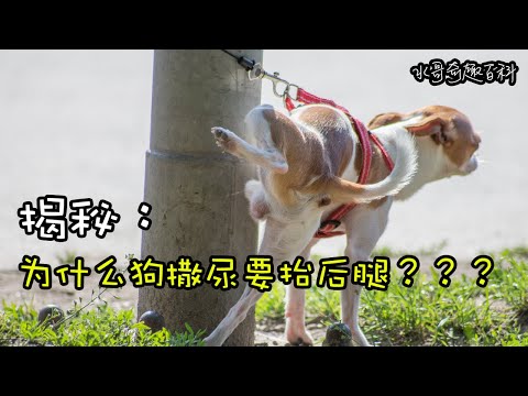 狗撒尿