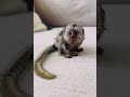 Love with all your heart. #monkey #animals #happy #marmosets #baby #viral #shortvideo #love #lovely