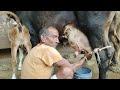 HF Cow Milking