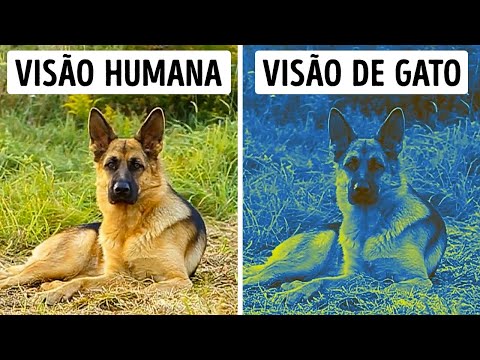O Mundo Pelos Olhos dos Animais