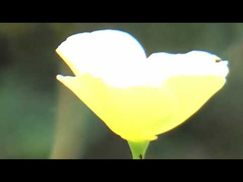 MARK KNOPFLER, LIGHTS OF TAORMINA, Lyrics below