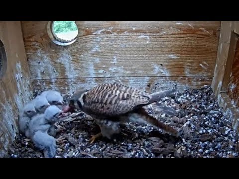 Cornell American Kestrel Cam ~ Fast & Furious ~ One Chick Tries To Swallow Prey  6.1.19