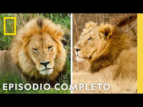 Reino Felino | Felinos Salvajes de India | Nat Geo en Español