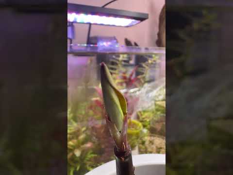 plantes de jardin haie-bambou-pratique-jolie