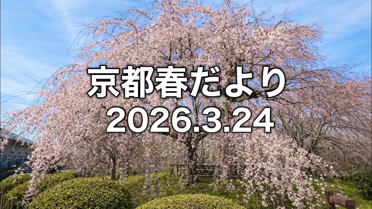 【京都桜速報】2026.3.24嵐山・蹴上インクライン・京都御所・円山公園・南禅寺・木屋町・出町柳・百万遍
