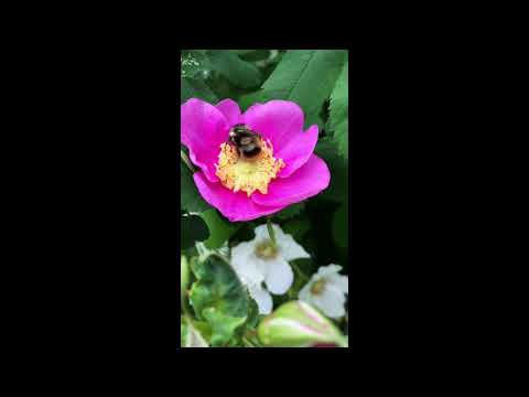 Fuzzy horned Bumble Bee