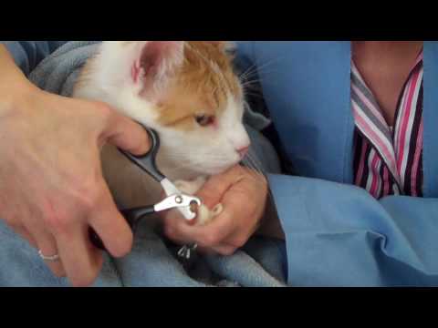 How to Trim a Cat's Nails - YouTube