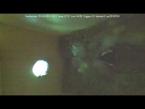 Het is vollop lente in het slimme vogelhuisje de Kwetterkast