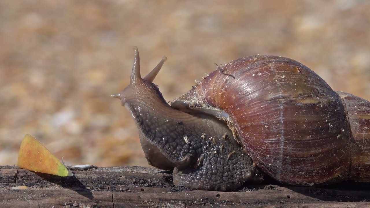 El silencioso caminar del Gigante Africano en el Valle del Cauca