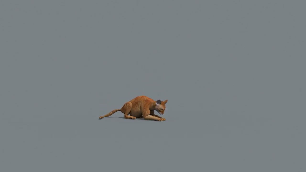 My Cat 8K - 3d animated model 3D Model