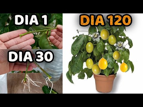 Como Plantar Maracujá Anão (2 Formas Diferentes) Como Enraizar Estaca de Maracujá