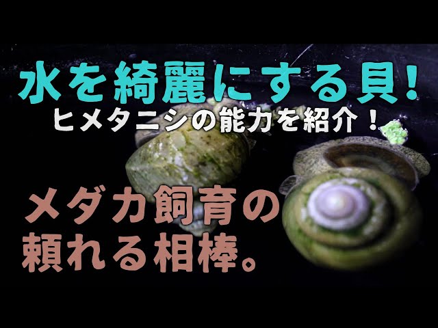 ヒメタニシはメダカ水槽に鉄板の掃除屋さん その驚きの能力とは メダカの飼育 飼い方を知ろう アクアリウムなら大分めだか日和