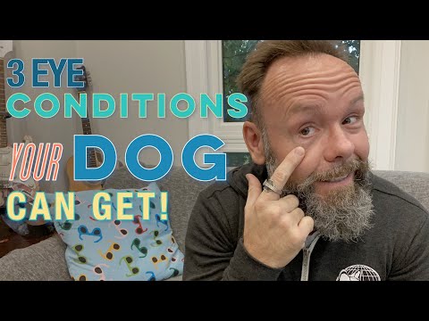 3 Eye Conditions In Dogs