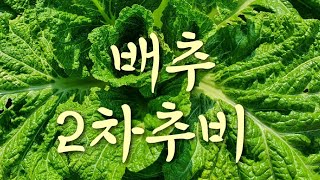 #배추2차추비주는방법 #김장배추2차추비주는방법