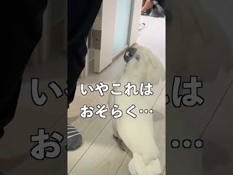 インコを飼いならす方法は？信頼を得る 4 つのヒントとコツ  庭園