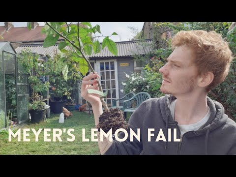 Saving my Meyer's Lemon (trying at least) | Repotting my Meyer's Lemon tree