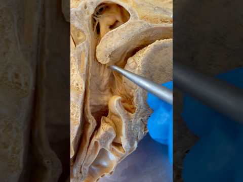 How the Flu Virus Infects Your Body