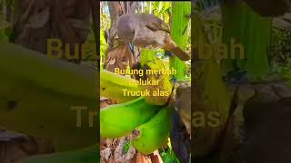 Download lagu burung merbah di hutan pisang mp3 Download lagu burung merbah di hutan pisang mp3