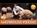 Het aardvarken: een wandelend fossiel | DierenpraatTV